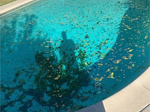 Pool Cleaning, Malibu, CA